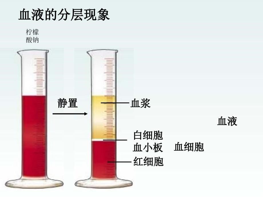 内蒙古鄂尔多斯康巴什新区第一中学七年级生物下册 人体内的血液循环课件 新人教版_第5页