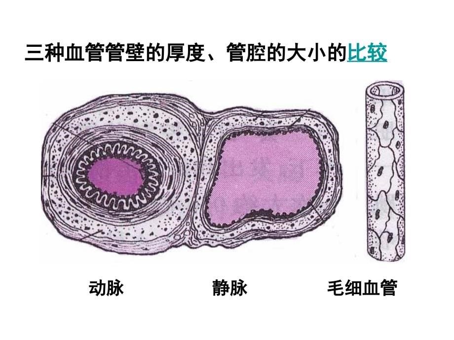 第二节人体的血液循环_第5页