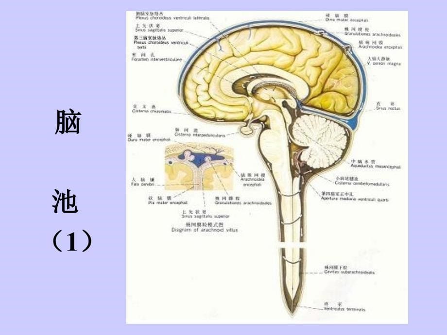 颅脑横断层解剖学.ppt_第5页