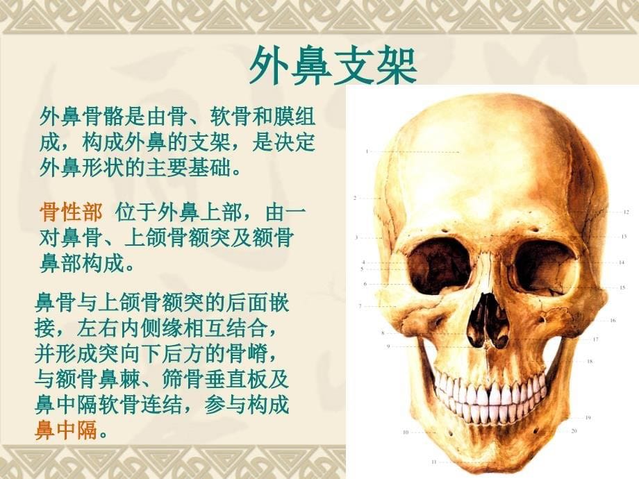 眼耳鼻咽喉解剖学_第5页