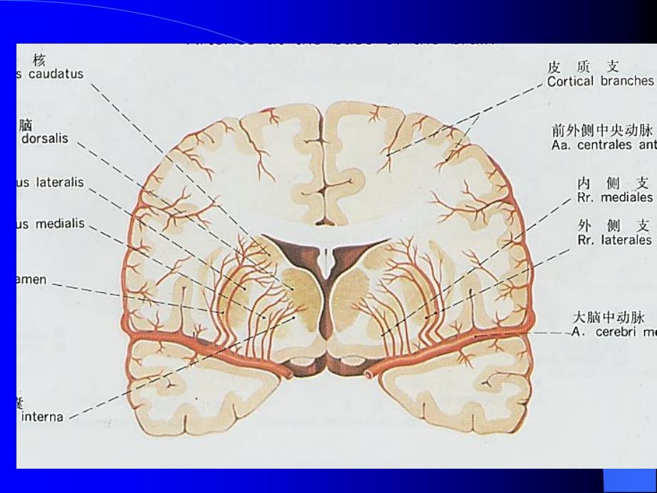 脑血管的断层解剖学ppt_第3页