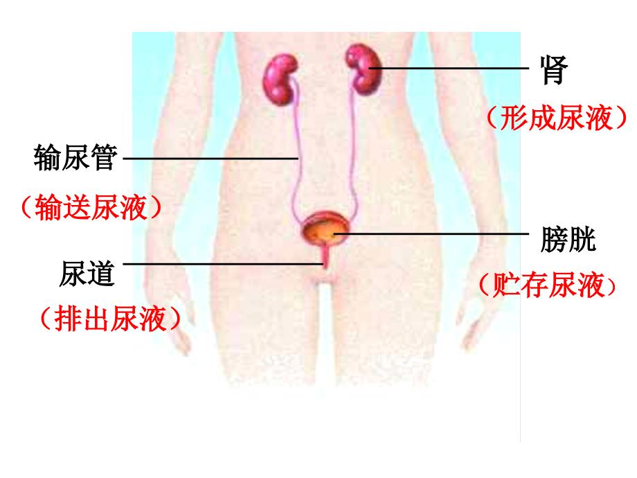 苏教版生物七下《人体泌尿系统的组成》ppt课件[www.edudown.net]_第4页