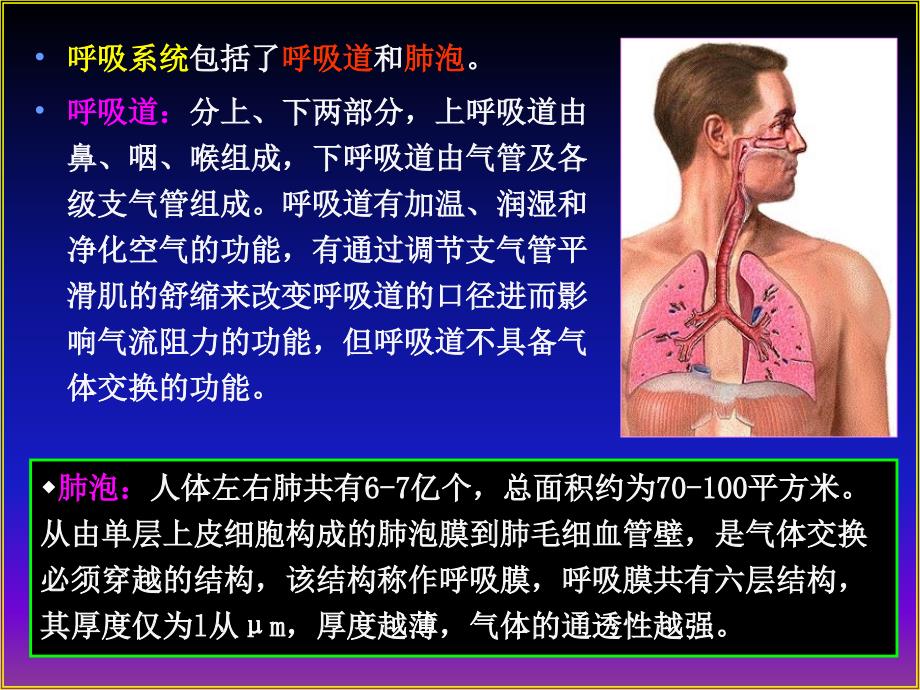 第四章呼吸机能第一节呼吸运动和肺通气机能第二节气体交换和运输_第4页