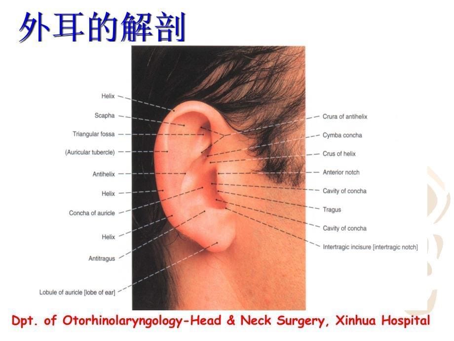 耳的应用解剖学【精品-ppt】_第5页