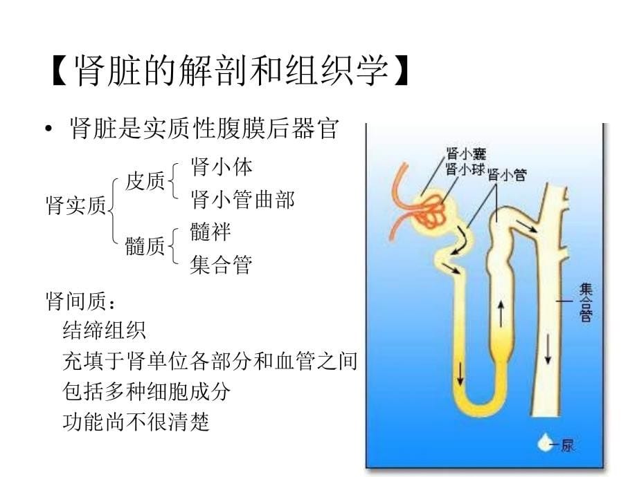 泌尿生殖系统疾病2_第5页