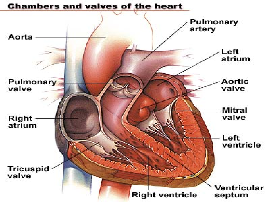 心脏瓣膜病（valvular heart disease）课件_第2页