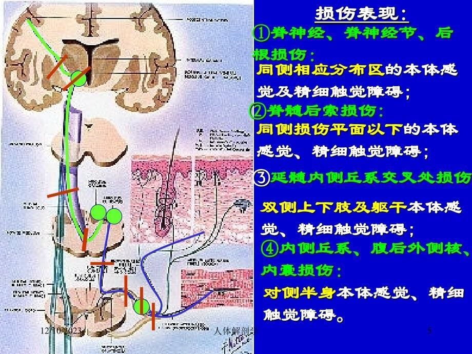 解剖   传导路_第5页