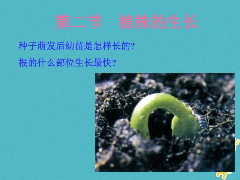 吉林省长春市七年级生物上册第三单元第二章第二节植株的生长课件2新版新人教版_第2页