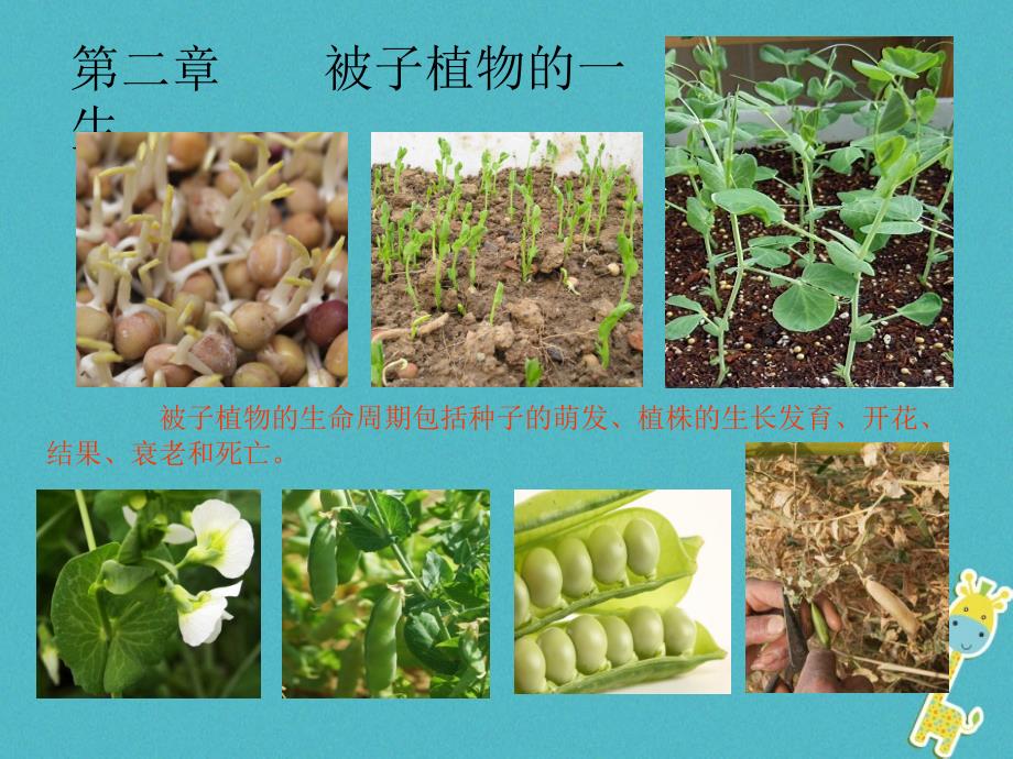2018年陕西省石泉县七年级生物上册 3.2.1 种子的萌发课件 （新版）新人教版_第1页