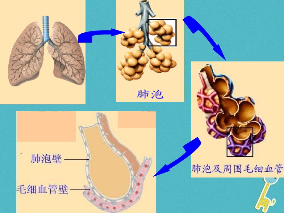 安徽省合肥市长丰县七年级生物下册4.3.2发生在肺内的气体交换课件4新版新人教版_第3页