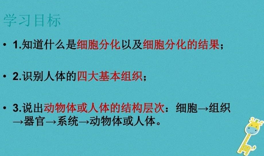 广东省汕头市七年级生物上册 第二单元 第二章 第二节《动物体的结构层次》课件 （新版）新人教版_第5页