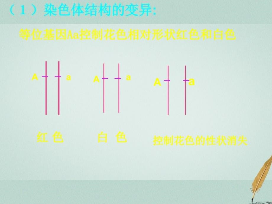 广东省平远县高中生物 5.2 染色体变异课件 新人教版必修2_第5页