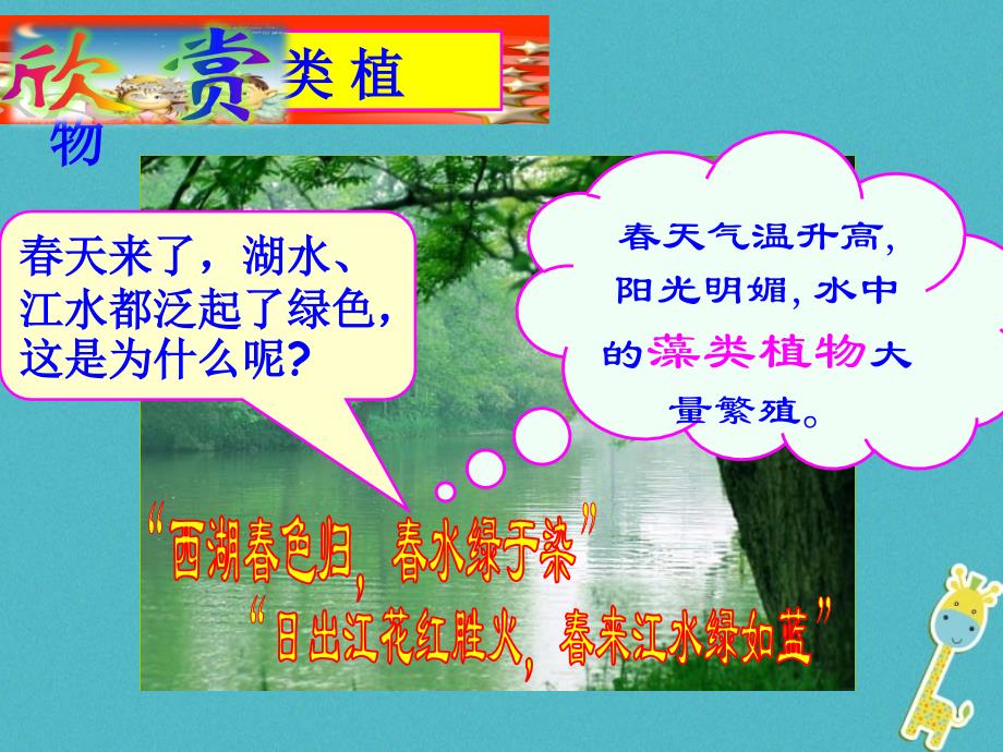 安徽省合肥市长丰县七年级生物上册3.1.1藻类苔藓和蕨类植物课件2新版新人教版_第4页