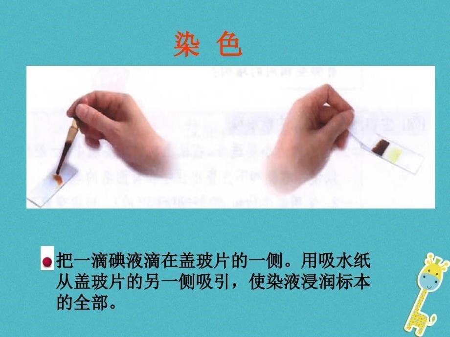 安徽省合肥市长丰县七年级生物上册2.1.2植物细胞课件4新版新人教版_第5页