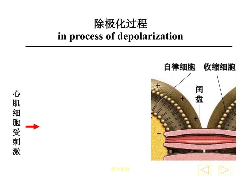 临床心电图教程  ppt课件_第5页