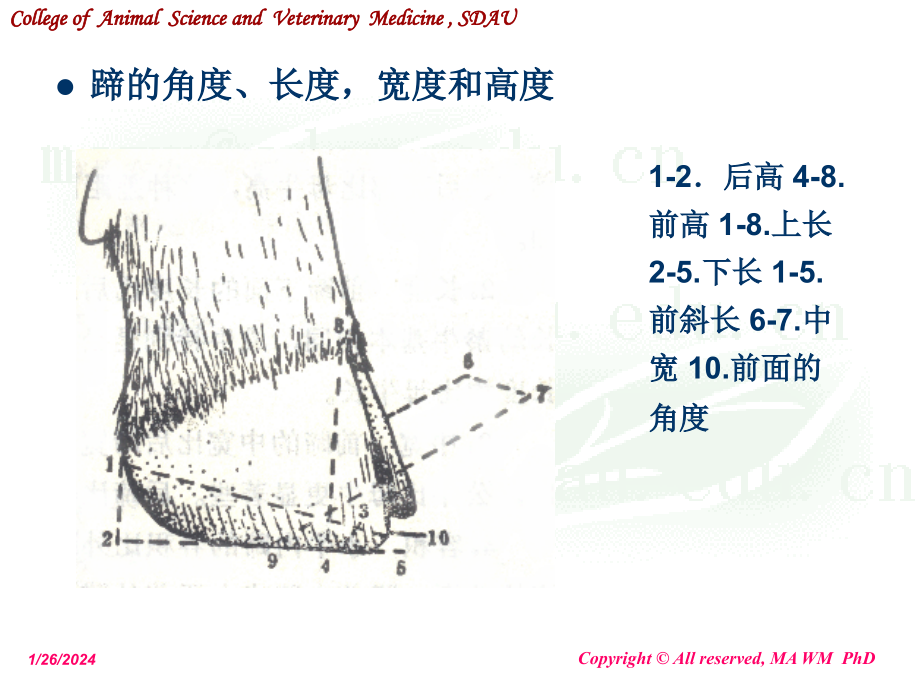 动物外科学--奶牛蹄病 ppt课件_第4页