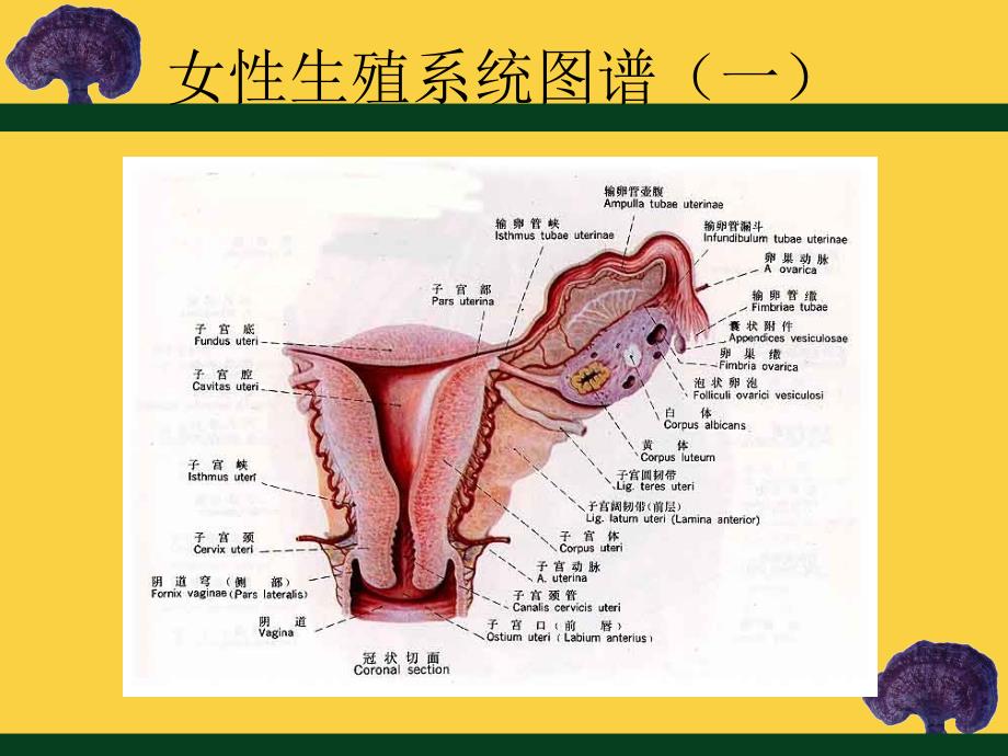 女性常见疾病防治 推荐_第2页