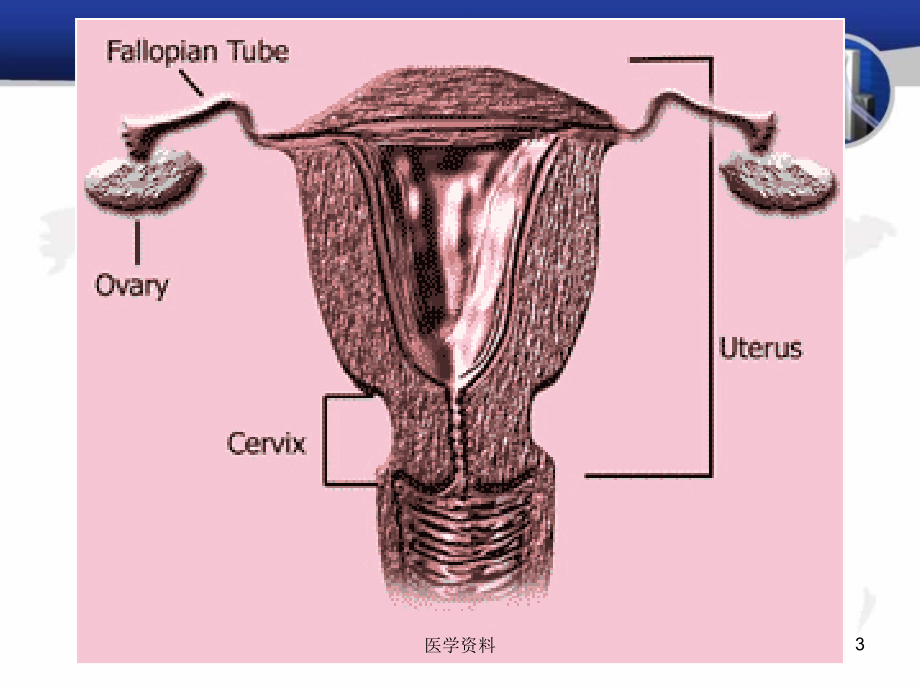 女性生殖系统和乳腺疾病  ppt课件_第3页