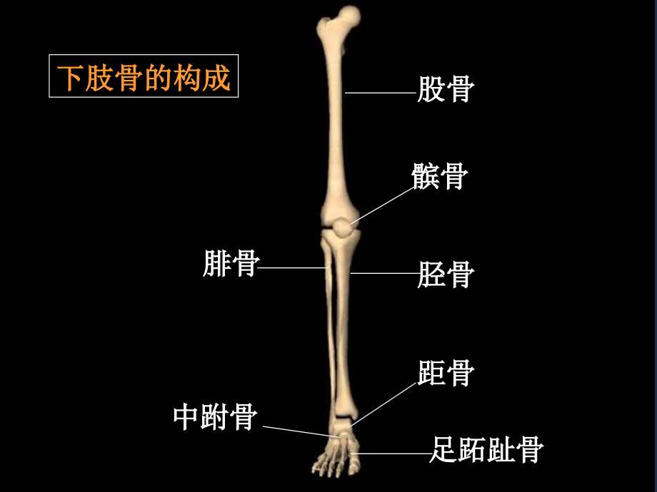 下肢骨折阅片_第2页