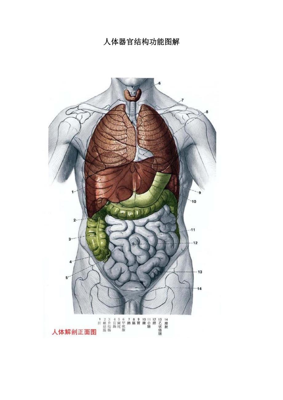 人体器官结构功能图解_第1页