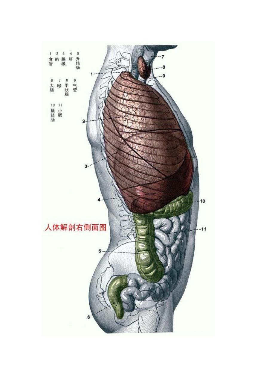 人体器官结构功能图解_第4页