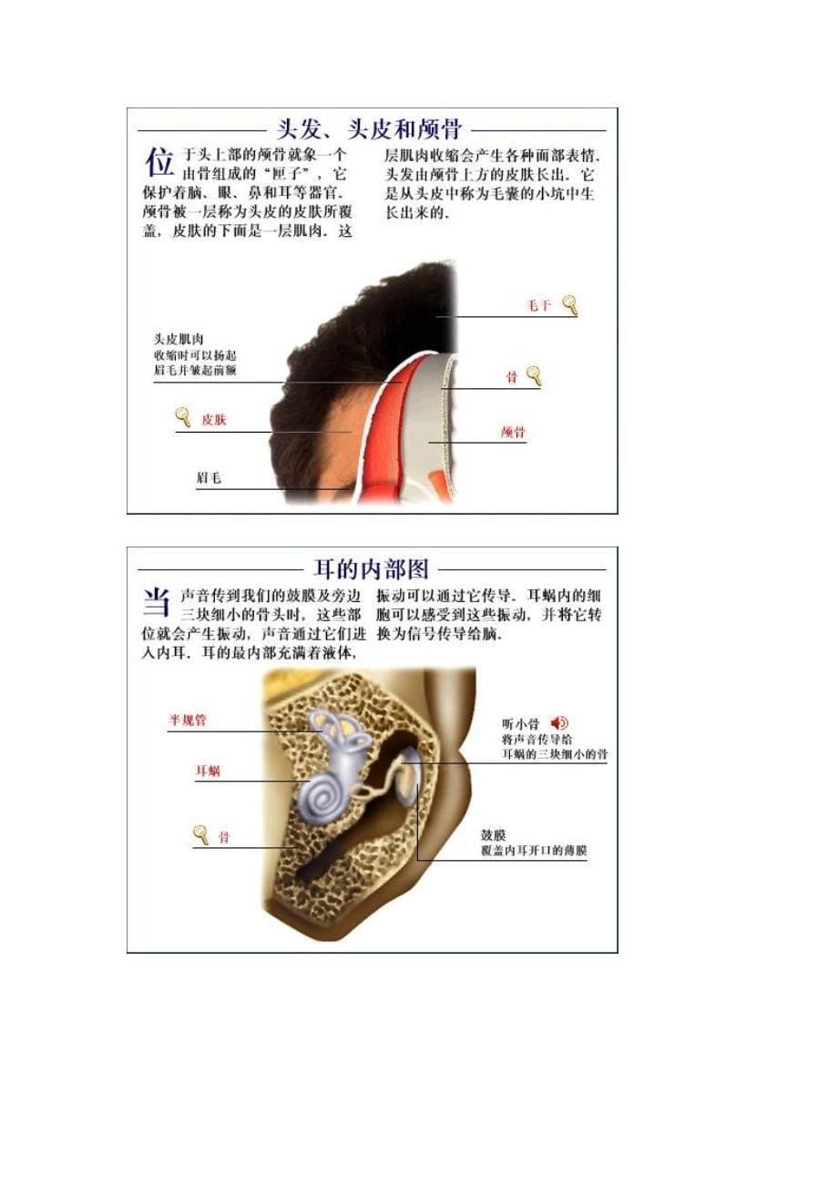 人体器官结构功能图解_第5页