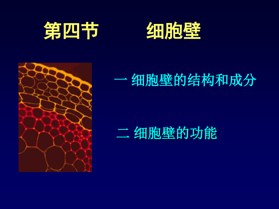 植物细胞细胞壁的结构和成分_第1页