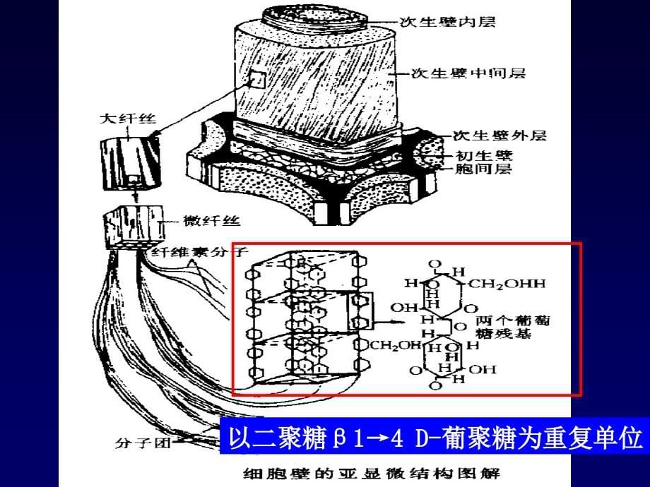 植物细胞细胞壁的结构和成分_第5页