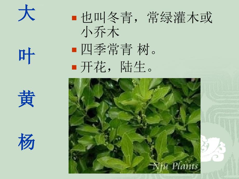 《多种多样的植物》ppt课件_第4页