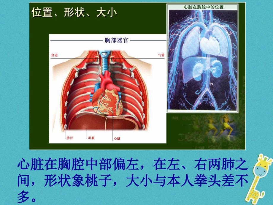 吉林省长春市七年级生物下册4.4.3输送血液的泵-心脏课件1新人教版_第4页