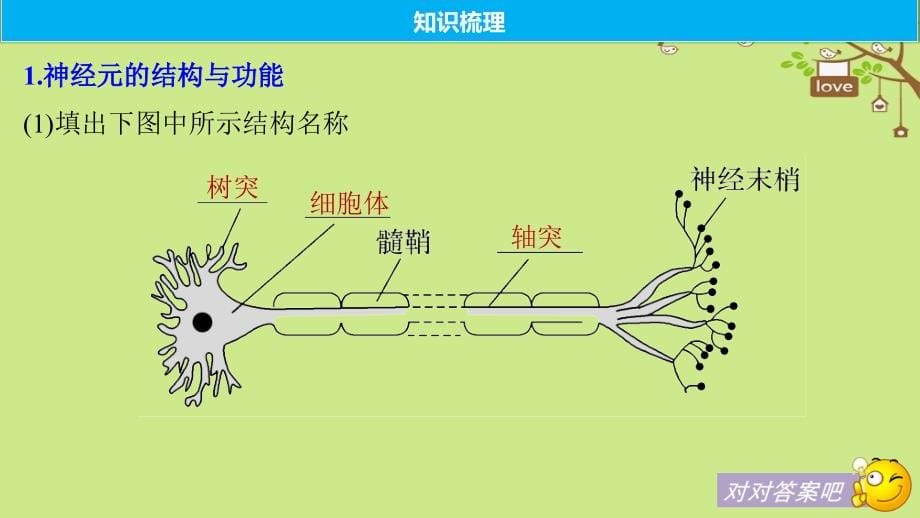 2018-2019学年高考生物大一轮复习第八单元生命活动的调节第24讲通过神经系统的调节课件_第5页