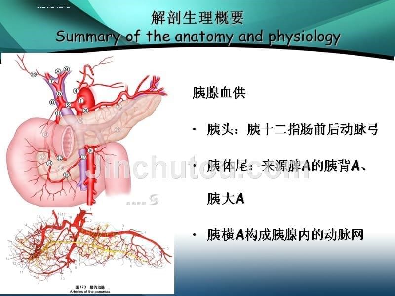 急性胰腺炎ppt课件_第5页