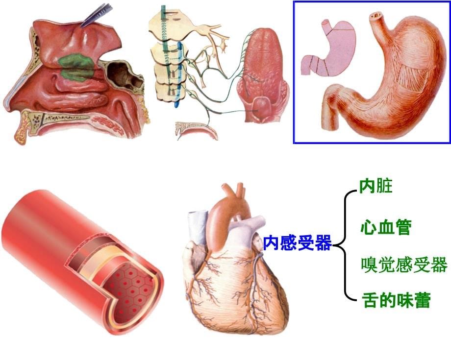 感觉器眼培训ppt课件ppt课件_第5页