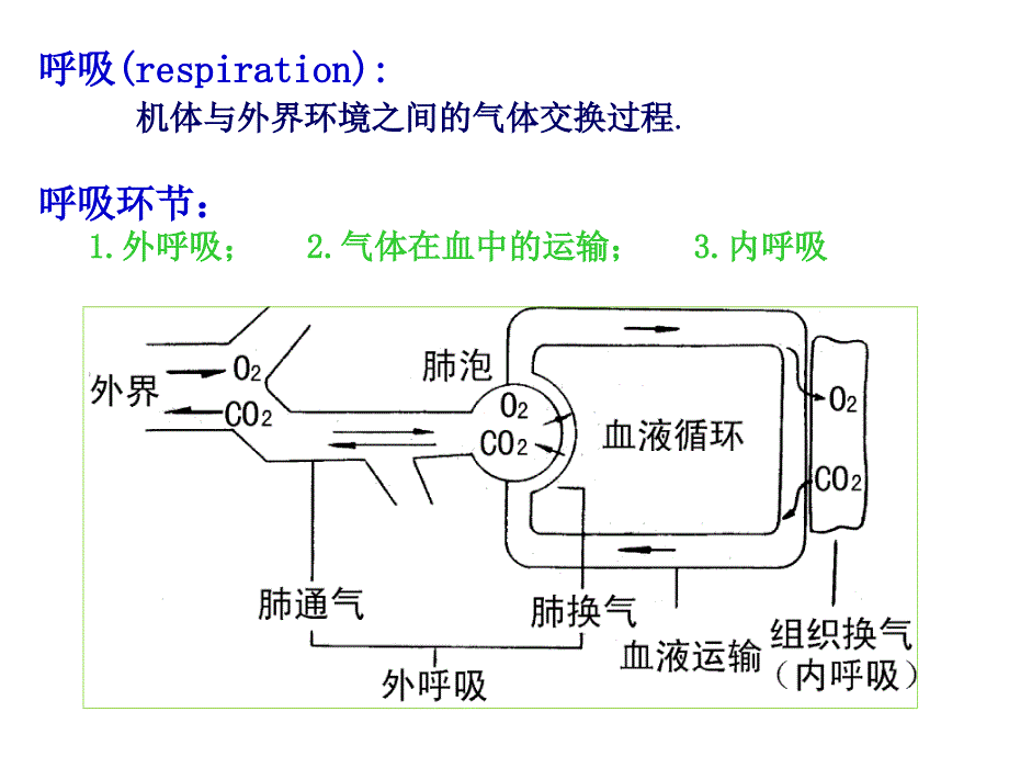 呼吸第一节第二节ppt课件_第2页