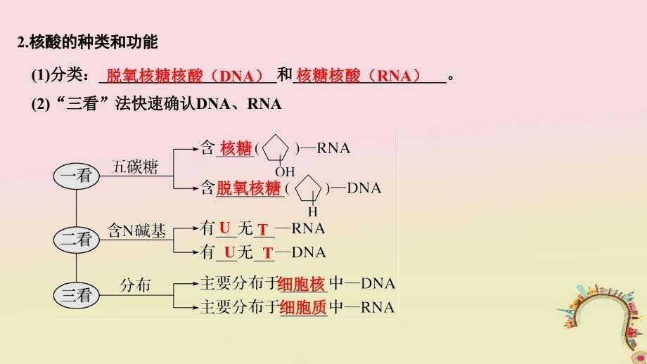 2019版高考生物一轮复习第二单元细胞的自我保障第4讲细胞中的核酸创新备考课件中图版_第5页