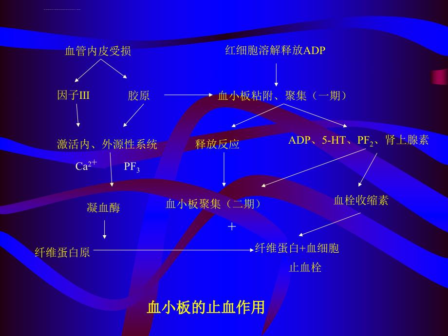 抗凝药ppt课件_第4页