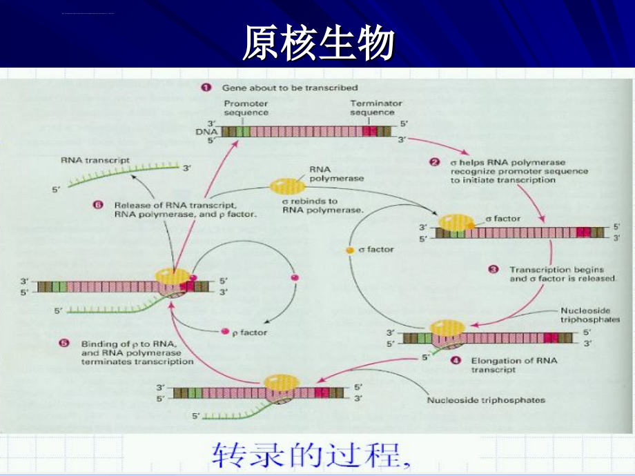 基因的转录表达与调控2ppt课件_第2页