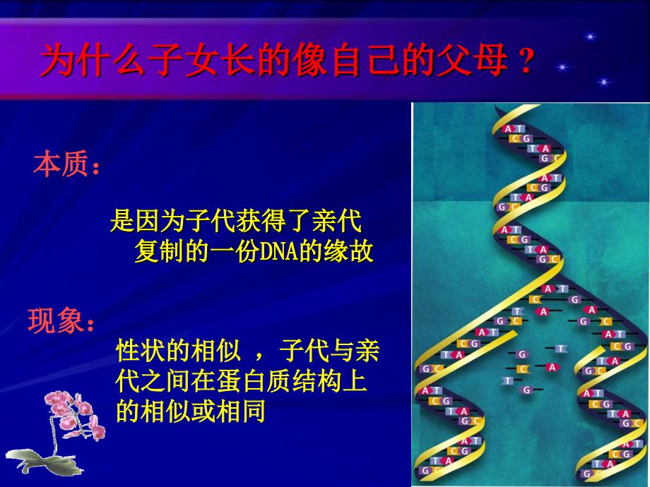 基因的表达11669ppt课件_第4页