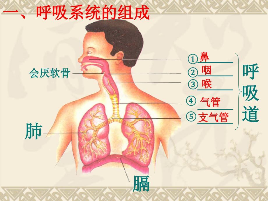 呼吸道对空气的处理ppt课件_1_第3页