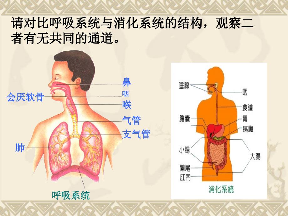 呼吸道对空气的处理ppt课件_1_第4页