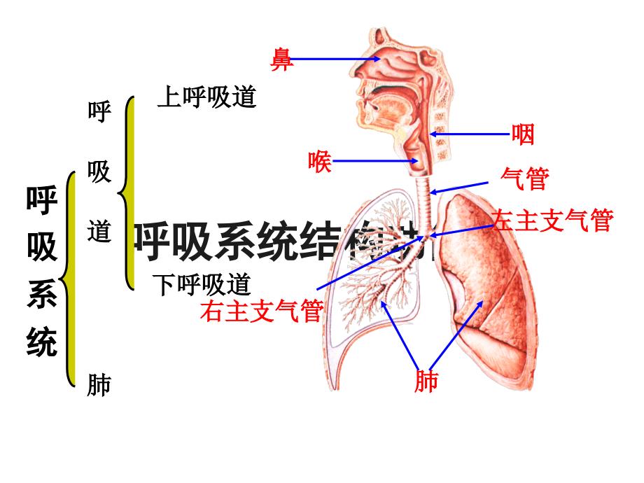 呼吸系统疾病ppt课件_1_第2页