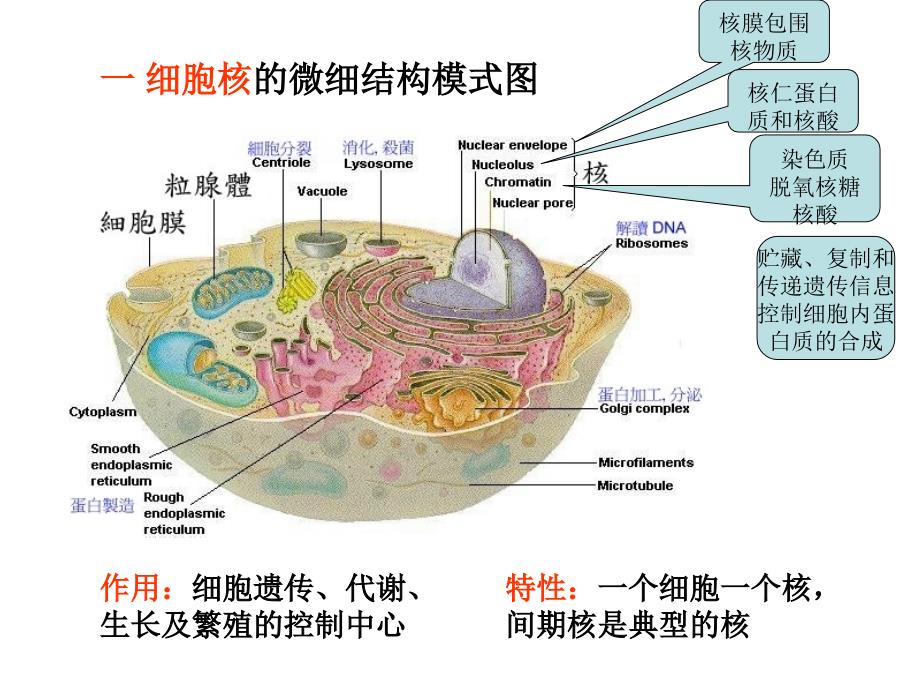 人体解剖课件人体的基本组织第一节细胞细胞和基本组织_第3页