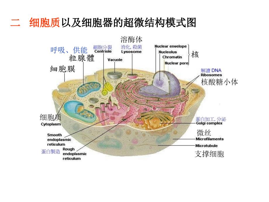 人体解剖课件人体的基本组织第一节细胞细胞和基本组织_第4页