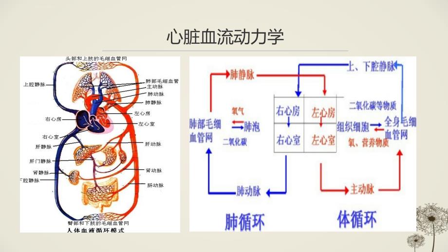 二尖瓣狭窄ppt课件_第4页