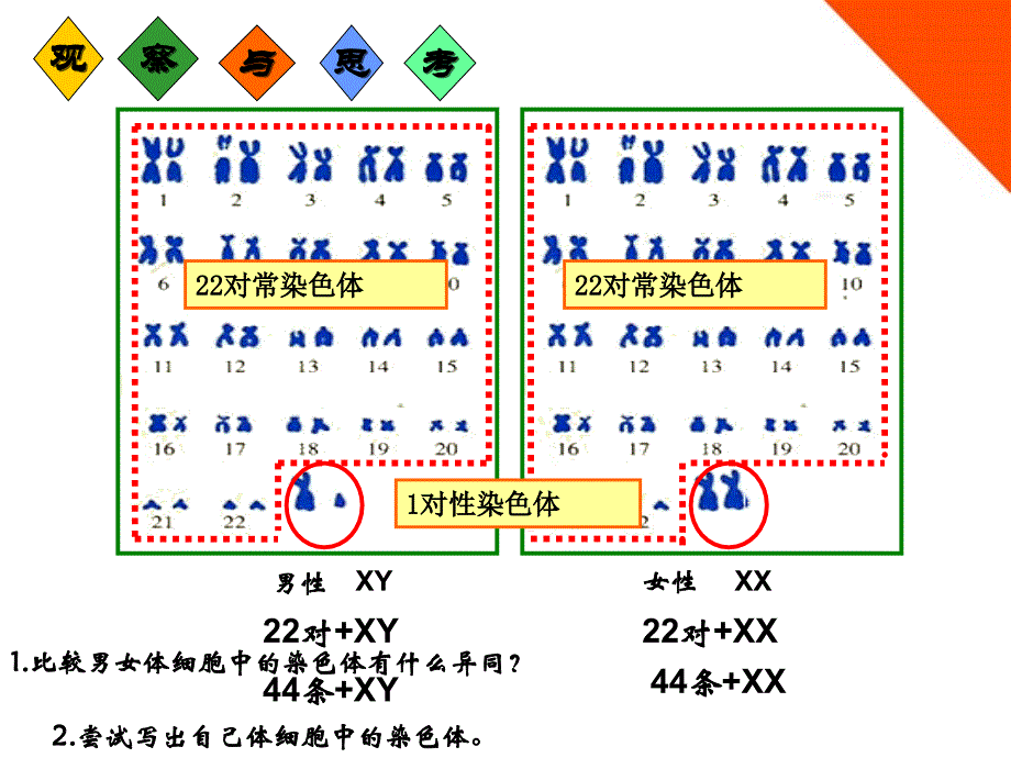 八年级生物上册第四章第二节人类染色体与性别决定济南版ppt课件_第2页