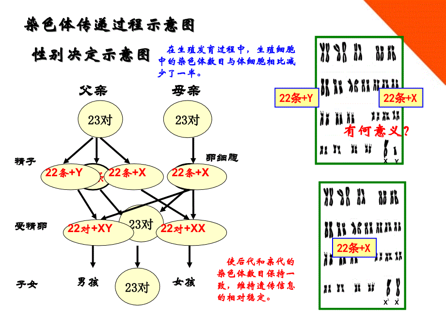 八年级生物上册第四章第二节人类染色体与性别决定济南版ppt课件_第3页