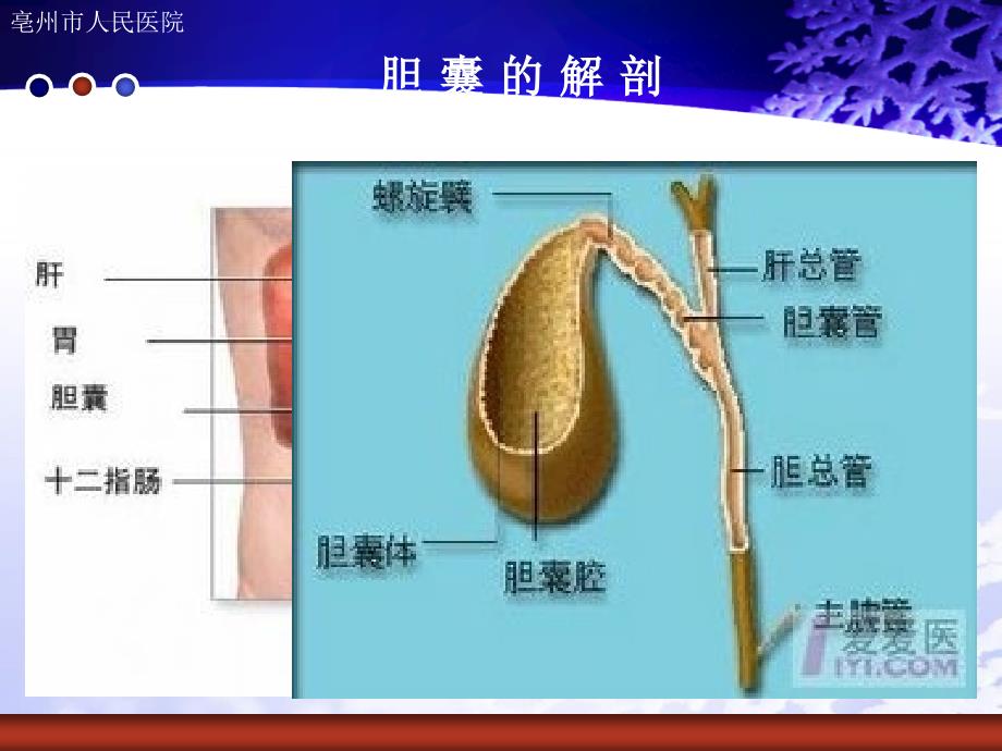 化脓性胆管炎的护理查房ppt课件_第2页