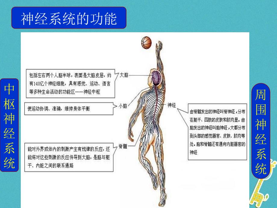 吉林省长春市七年级生物下册4.6.2神经系统的组成课件1新人教版_第3页