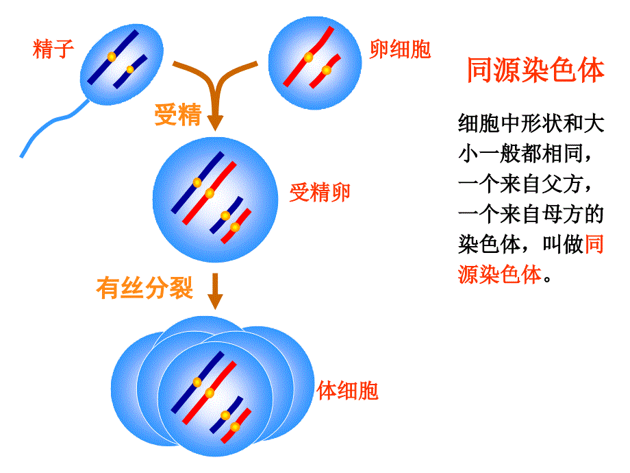 减数分裂ppt课件_第4页