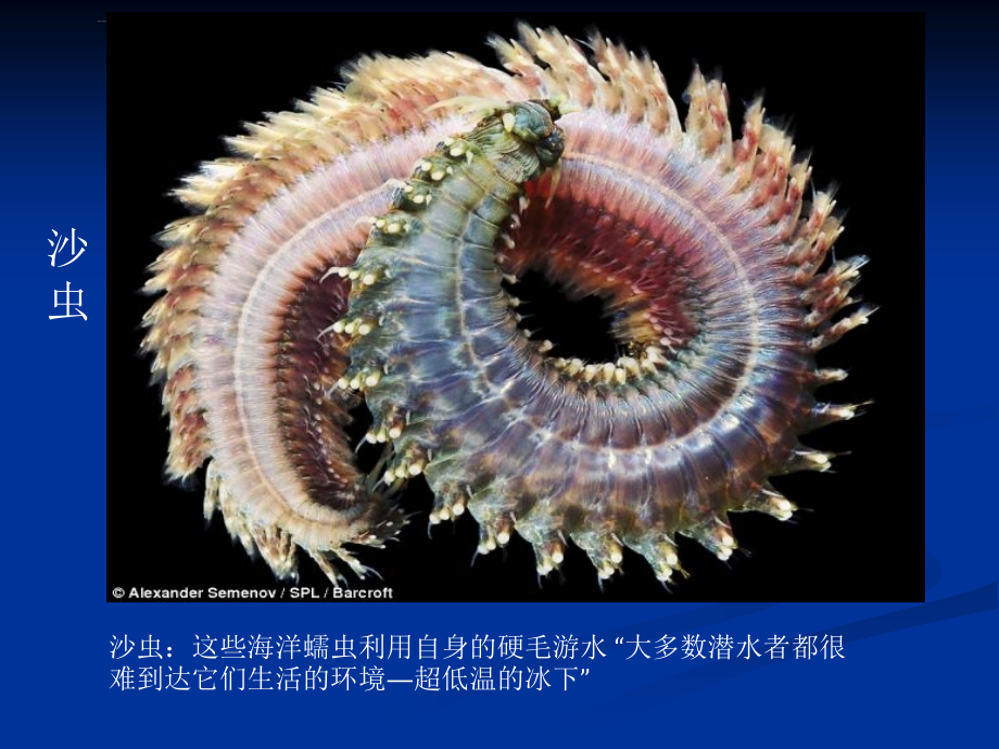 北极深海10种异形生物大西洋10种深海动物31种深海动物ppt课件_第4页